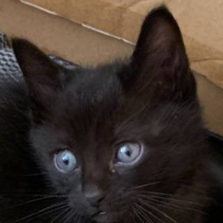 生後1ヶ月から2ヶ月の黒猫君 - 和歌山市