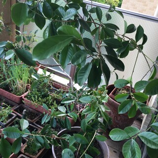 イエローストロベリーグアバ　超大苗　初・果実付き イエローストロベリーグアバ 超大苗 初・果実付き