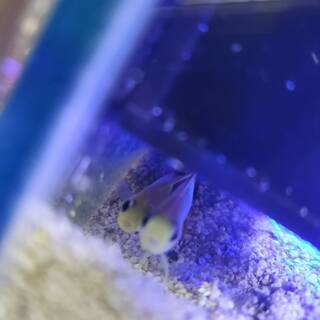 飼えなくなった海水魚の買取をお願いします。 飼えなくなった海水魚の買取をお願いします。 【公式通販】