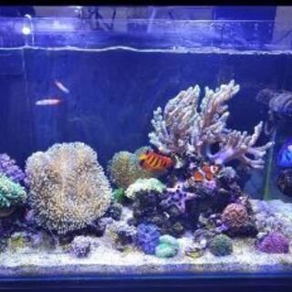 飼えなくなった海水魚の買取をお願いします。 飼えなくなった海水魚の買取をお願いします。 【公式通販】