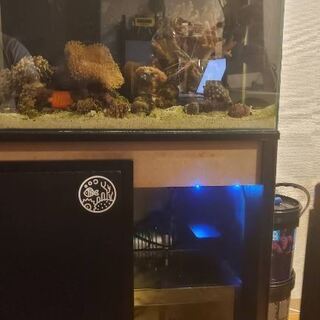 飼えなくなった海水魚の買取をお願いします。 飼えなくなった海水魚の買取をお願いします。 【公式通販】