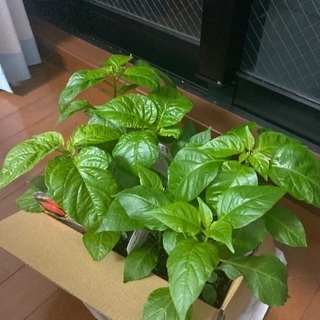 中古ハバネロが無料 格安で買える ジモティー