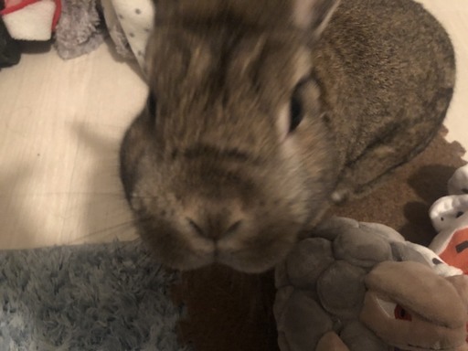 ネザーランドドワーフ ウサギ メス うさぎ 太郎 新宿のその他の里親募集 ジモティー