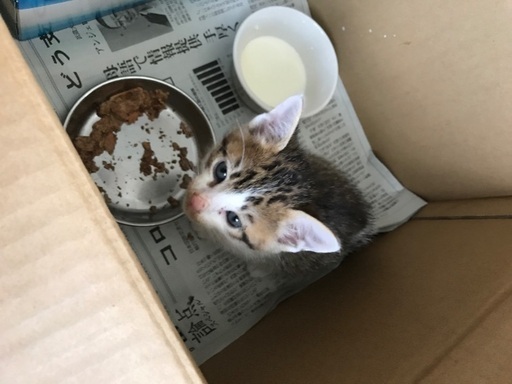 生後1カ月近くの捨て猫 まる 久留米の猫の里親募集 ジモティー
