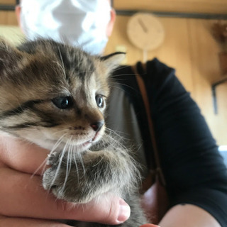 よちよち歩きの子猫里親様募集