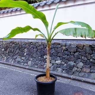 (ありがとうございました)観葉植物　超耐寒 ジャパニーズ バナナ...