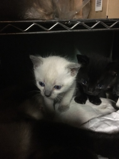 青い目の子猫ちゃんと黒猫 トラ猫さん かわいいです お願いします にじいろバイク 伊勢崎の猫の里親募集 ジモティー