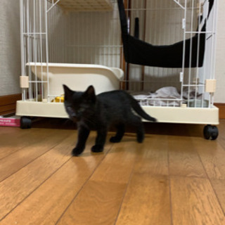 生後1ヶ月から2ヶ月の黒猫君 - 猫