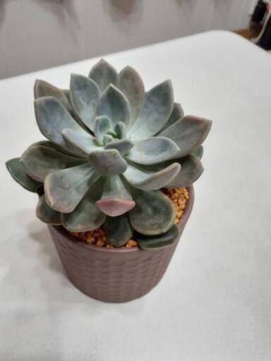 多肉植物 土 鉢付き よしみ 鵯越のその他の中古あげます 譲ります ジモティーで不用品の処分 多肉植物 土 鉢付き よしみ 鵯越のその他の中古あげます 譲ります ジモティーで不用品の処分