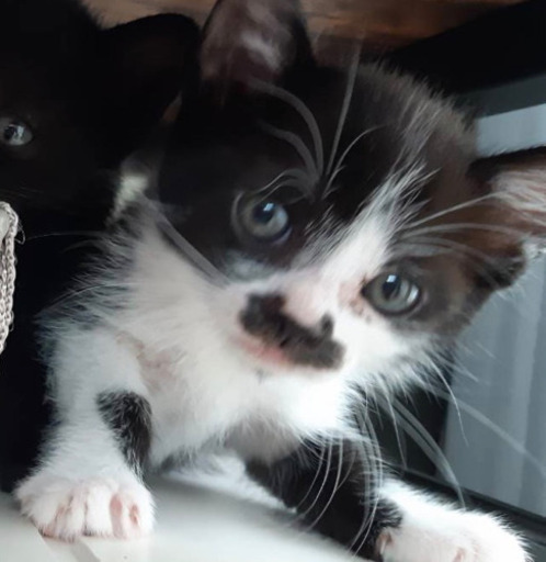生後2ヶ月ぐらいの子猫ちゃんの里親募集します。 (リスザルのモモ 