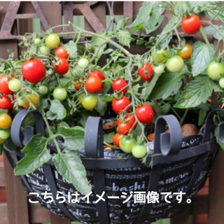 ハンギングトマトの栽培セット