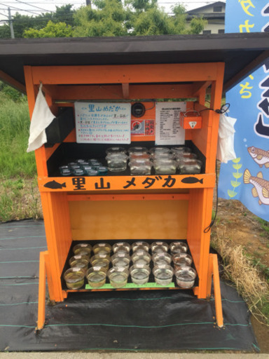 メダカ無人販売所 里山めだか 三色体外光 楊貴妃 みゆき強光 めだか発眼卵 エビ ミジンコ などなど Taap1025 茅ヶ崎のその他の中古あげます 譲ります ジモティーで不用品の処分 メダカ無人販売所 里山めだか 三色体外光 楊貴妃 みゆき強光 めだか発眼卵 エビ ミジンコ などなど Taap1025 茅ヶ崎のその他の中古あげます 譲ります ジモティーで不用品の処分