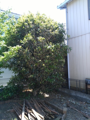 庭木の剪定 キンモクセイ ヤマボウシ りき坊 北坂戸の手伝って 助けての助け合い ジモティー