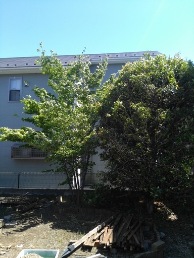 庭木の剪定 キンモクセイ ヤマボウシ りき坊 北坂戸の手伝って 助けての助け合い ジモティー 庭木の剪定 キンモクセイ ヤマボウシ りき坊 北坂戸の手伝って 助けての助け合い ジモティー