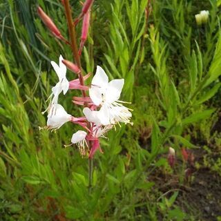 白蝶草 ガウラ 欲しい方ありませんか っせ 射水のその他の中古あげます 譲ります ジモティーで不用品の処分 白蝶草 ガウラ 欲しい方ありませんか っせ 射水のその他の中古あげます 譲ります ジモティーで不用品の処分