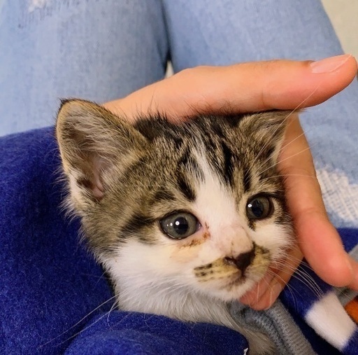 生後1カ月半 雑種の子猫 性別不明 里親さん募集中です Myk 野田郷の猫の里親募集 ジモティー