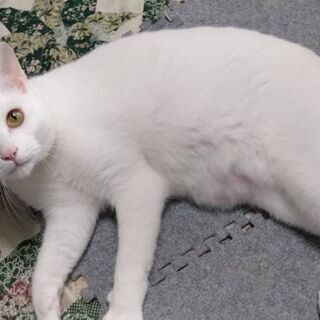 巨大な白猫1才7ヶ月 男の子でした ごめんなさい よーくなれていてじゃれます 白猫は宇宙からのスパイの可能性がありますから 秘密は全て報告さ みたか123 三鷹の猫の里親募集 ジモティー 巨大な白猫1才7ヶ月 男の子でした ごめんなさい よーくなれていてじゃれます 白猫は宇宙からのスパイの可能性がありますから 秘密は全て報告さ みたか123 三鷹の猫の里親募集 ジモティー