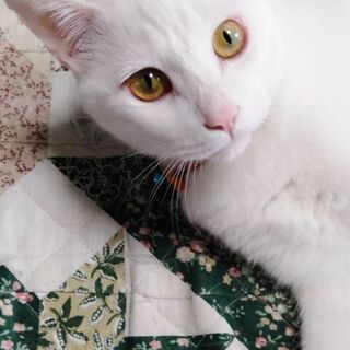 巨大な白猫1才7ヶ月 男の子でした。ごめんなさい。よーくなれていてじゃれます。白猫は宇宙からのスパイの可能性がありますから、秘密は全て報告される可能性があります。そのかわり楽しい事不思議な事もあるかと思います。 − 東京都