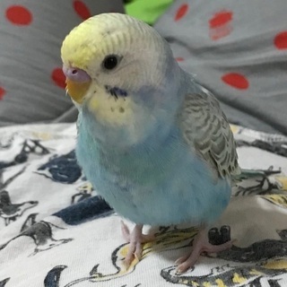 セキセイインコを探しています