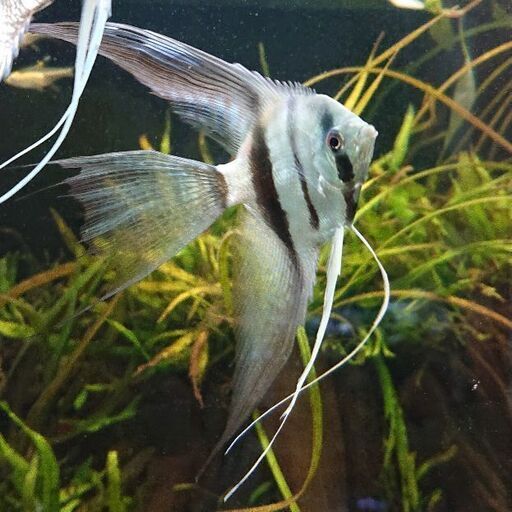 ヒレが長い ベールテールエンゼルフィッシュ プラチナブルーイエロー ジモティーアクア 宮之阪のその他の中古あげます 譲ります ジモティーで不用品の処分