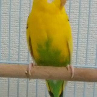 セキセイインコ♀　成長１羽　里親募集