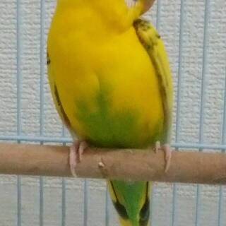 セキセイインコ♀　成長１羽　里親募集 - 相模原市