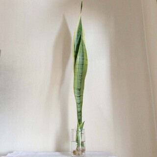 【観葉植物】サンスベリア（虎の尾）ローレンティー 大きめ72cmぐらい