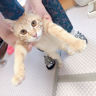 茶トラの猫ちゃん譲渡済