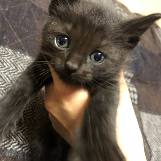 子猫　黒