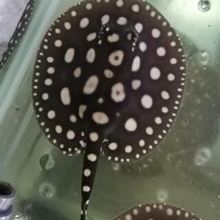 残り1匹　【極美・大化け確実】ダイヤモンドポルカ（品川血統）ベビー