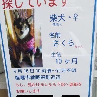 🐕️黒柴犬  行方不明  探しています‼️