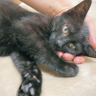 『里親募集』生後2ヶ月の元気いっぱいの黒猫
