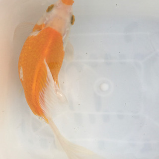 特大 キラキラ 三歳 (木村養魚場産 覆面を被ったような個体です 