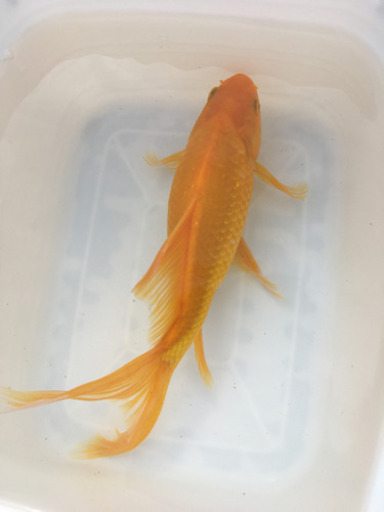 特大 イエローコメット 三歳 (国産金魚 まるで錦鯉 美個体)