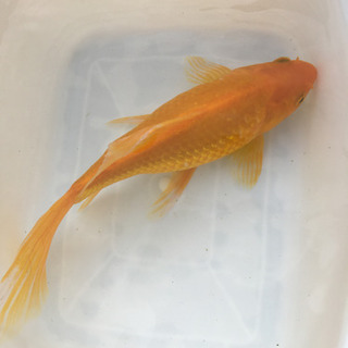 特大　イエローコメット　三歳　(国産金魚　まるで錦鯉　美個体)