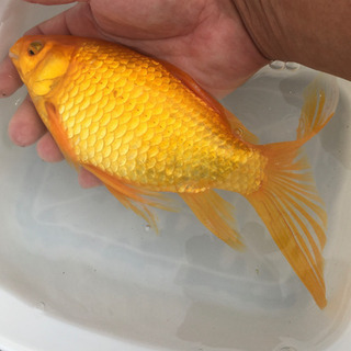 特大　イエローコメット　三歳　(国産金魚　まるで錦鯉　美個体)