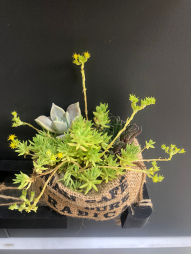 多肉植物寄せ植え さぼてん 笹塚のその他の中古あげます 譲ります ジモティーで不用品の処分