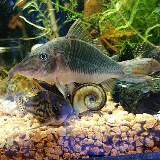 ロングノーズ ブロキス 高級コリドラス ワイルド個体稀少種アクアリウム熱帯魚 ジモティーアクア 宮之阪のその他の中古あげます 譲ります ジモティーで不用品の処分