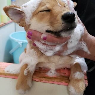 愛犬 アルバイト バイト パートの求人募集情報 ジモティー