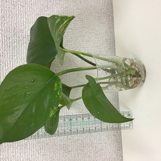 （取引中）本日受け渡し可能な方のみ　観葉植物　ポトス　その2