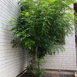 シマトネリコ www.thebrewbarn.com.au