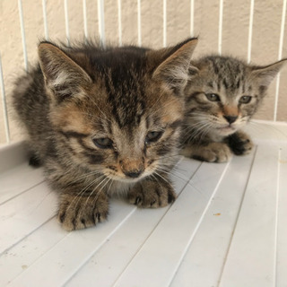 2ヵ月ぐらいの子猫ちゃん