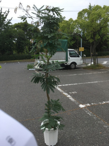 観葉植物　エバフレッシュ