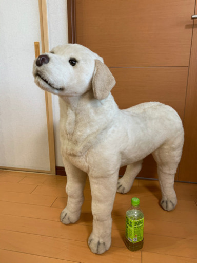ほぼ実物大のラブラドール お値段相談可 はる 新豊田のおもちゃ ぬいぐるみ の中古あげます 譲ります ジモティーで不用品の処分