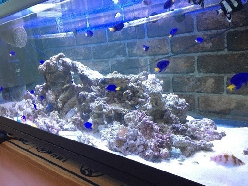 90cm水槽 アクアリウム一式 ライブロック ろ過装置