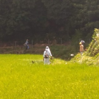 ６月１４日限定の農業アルバイトさん募集の画像