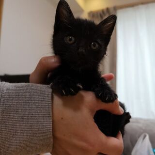 ベイビーベイビー❤️ 5月31日(日)三鷹のお見合い会に参加します❤️ 黒猫の男の子生後3ヶ月 大きな瞳の男の子 - 猫