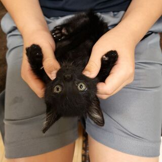 ベイビーベイビー❤️ 5月31日(日)三鷹のお見合い会に参加します❤️ 黒猫の男の子生後3ヶ月 大きな瞳の男の子 − 東京都