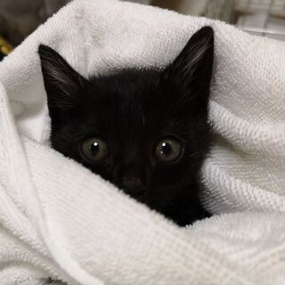 ベイビーベイビー❤️ 5月31日(日)三鷹のお見合い会に参加します❤️ 黒猫の男の子生後3ヶ月 大きな瞳の男の子の画像