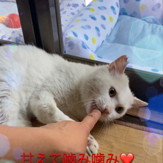 里親決定❤️僕は白猫タマちゃん❤️ - 猫